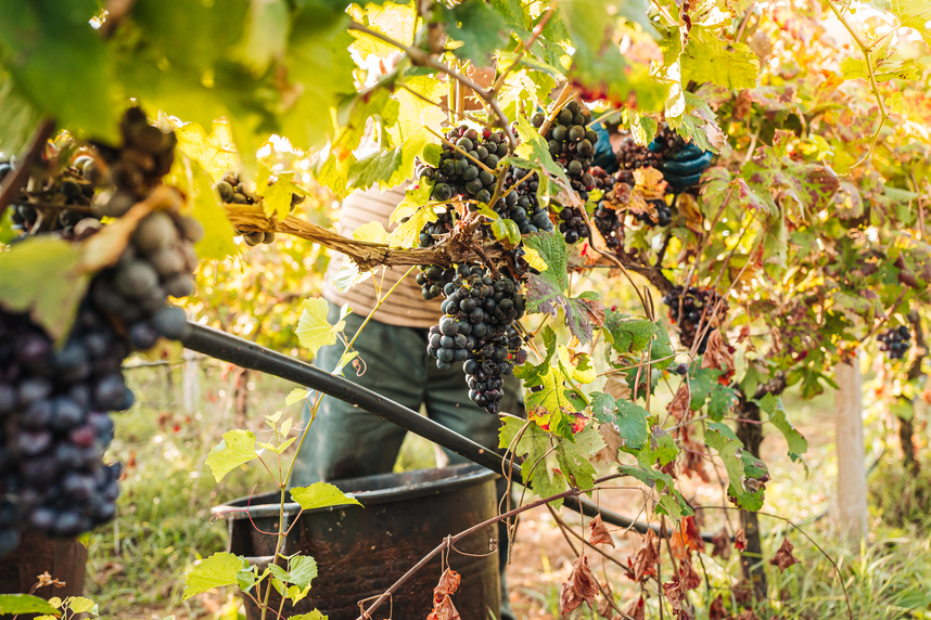 Susumaniello: le origini del vitigno salentino e le caratteristiche dei suoi vini Susumaniello: le origini del vitigno salentino e le caratteristiche dei suoi vini